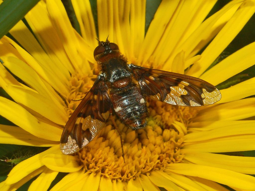 Exoprosopa capucina (Bombyliidae)